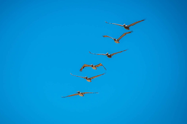 Коричневі пельмені летять вздовж берегової лінії острова Падре НС, штат Техас - Фото, зображення