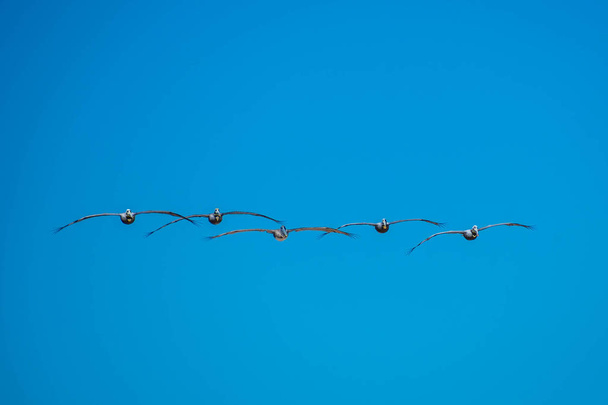 Καφέ πελεκάνοι που πετούν κατά μήκος της ακτογραμμής του νησιού πάνουν, Τέξας - Φωτογραφία, εικόνα