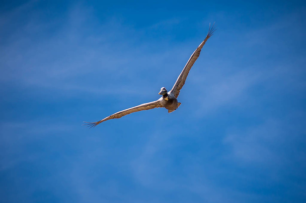 Коричневые пеликаны летают вдоль побережья острова Падре в Техасе
 - Фото, изображение