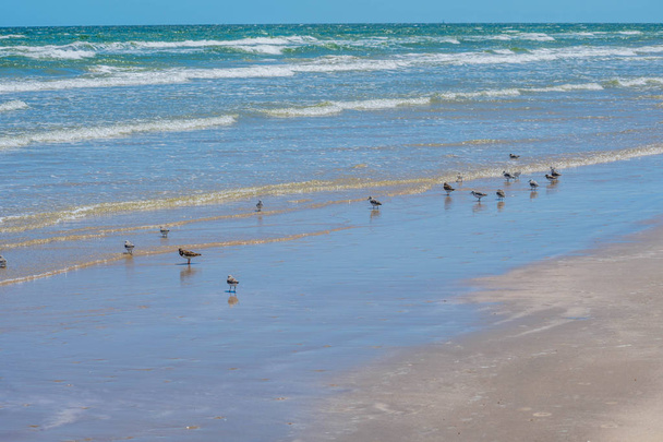 Flock of birds flying along the coastline of Padre Island NS, Texas - Φωτογραφία, εικόνα
