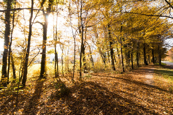 Beautiful forest in autumn, bright sunny day - Φωτογραφία, εικόνα