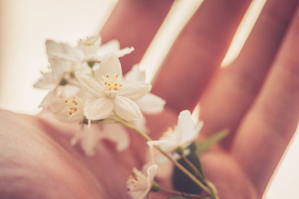 beautiful white  flowers in hand on  background - Zdjęcie, obraz