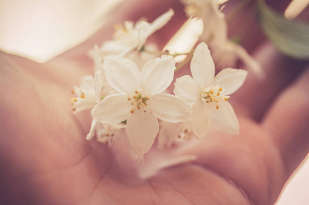 beautiful white  flowers in hand on  background - Foto, afbeelding