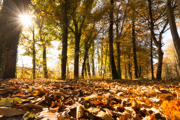 Beautiful forest in autumn, bright sunny day - Photo, Image