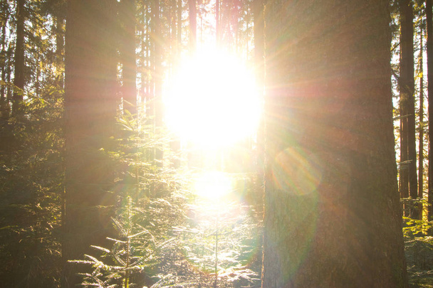 herbstliche Waldlandschaft mit Bäumen und Sonnenstrahlen - Foto, Bild