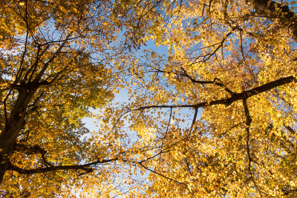 Beautiful forest in autumn, bright sunny day - Fotoğraf, Görsel