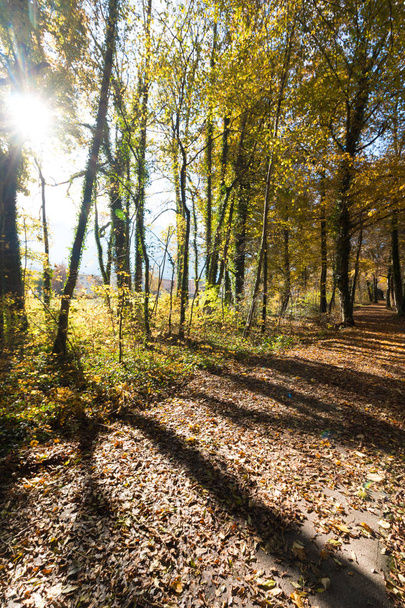 Beautiful forest in autumn, bright sunny day - Фото, изображение