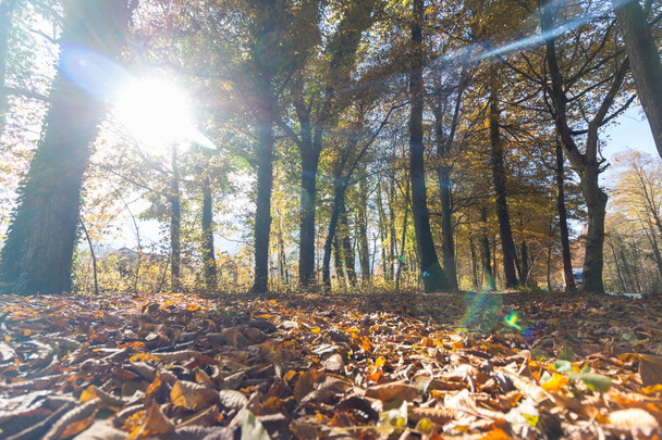 Hermoso bosque en otoño, día soleado brillante
 - Foto, imagen