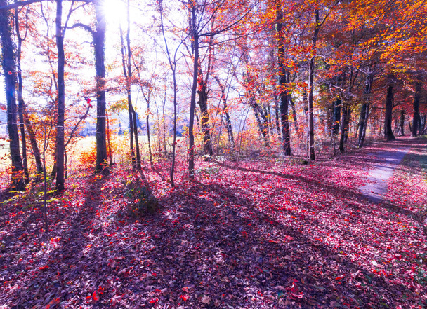 Beautiful forest in autumn, bright sunny day - Photo, image