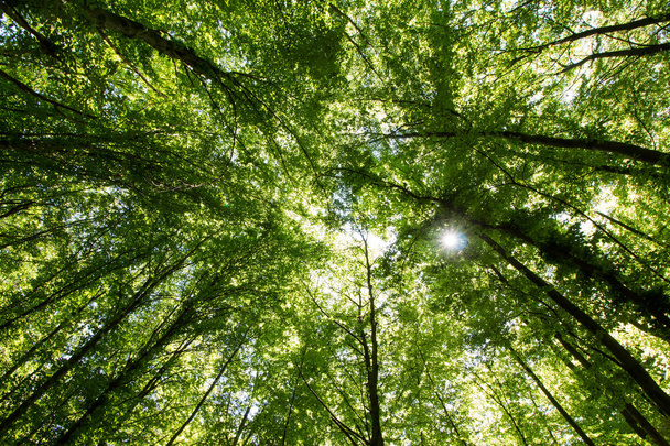 Green forest background in a sunny day - Zdjęcie, obraz