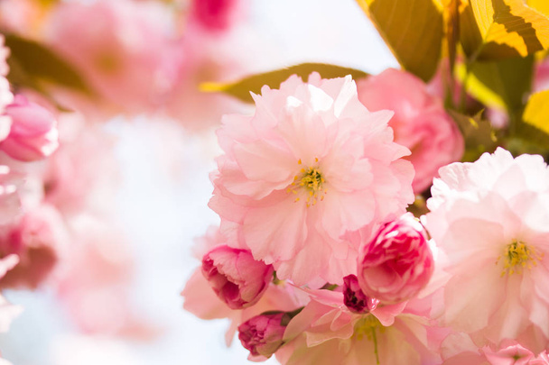 Close up picture of pink blooming cherry blossoms  - Foto, imagen