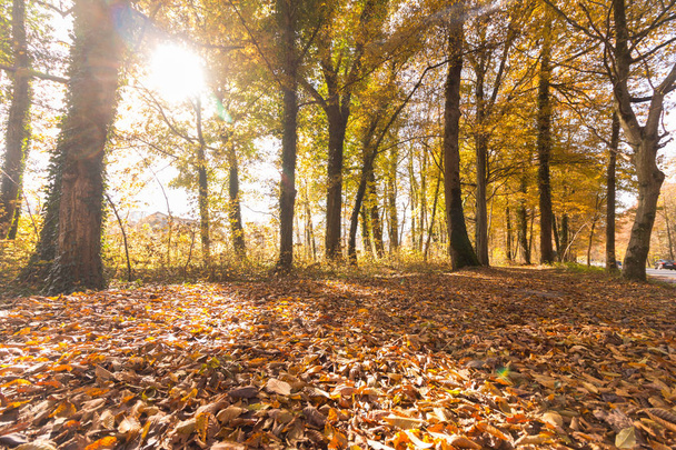 Beautiful forest in autumn, bright sunny day - Foto, afbeelding