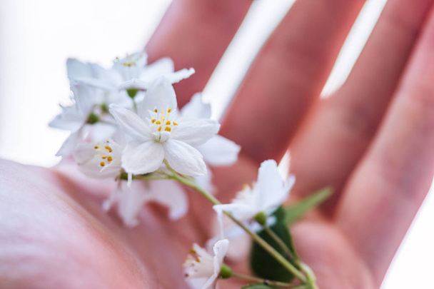 beautiful white  flowers in hand on  background - Foto, afbeelding