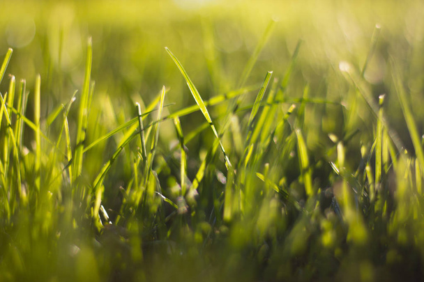 Fresh grass. Shallow depth of the field. Beautiful bokeh background - Fotoğraf, Görsel