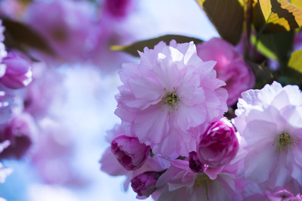 Close up picture of pink blooming cherry blossoms  - Foto, Imagem