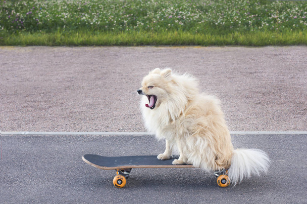Funny smiling dog riding, sitting on skateboard. Little cute fluffy playful pomeranian spitz puppy skatebording in the city at summer day. Yawns with open mouth. tongue out. - 写真・画像