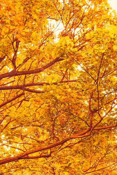 schöne Herbstlandschaft Hintergrund, Vintage-Natur-Szene in f - Foto, Bild