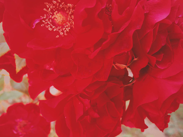 Punainen kukkiva puutarha nousi kukka auringonlaskun aikaan, kukka kauneus backgro
 - Valokuva, kuva
