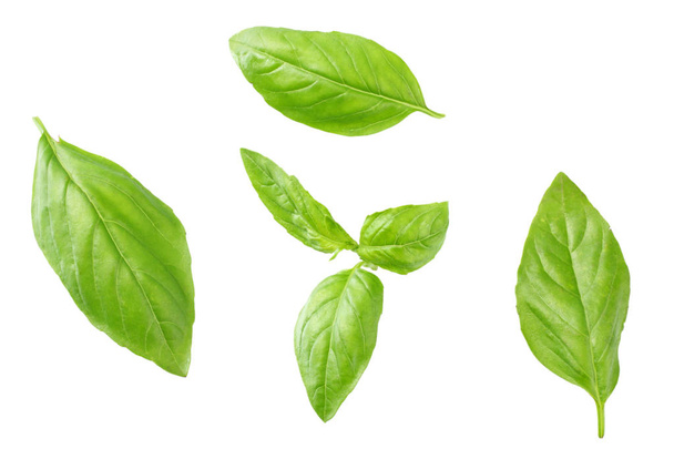 Basil leaves isolated on white background. Top view. Flat lay  - Foto, afbeelding