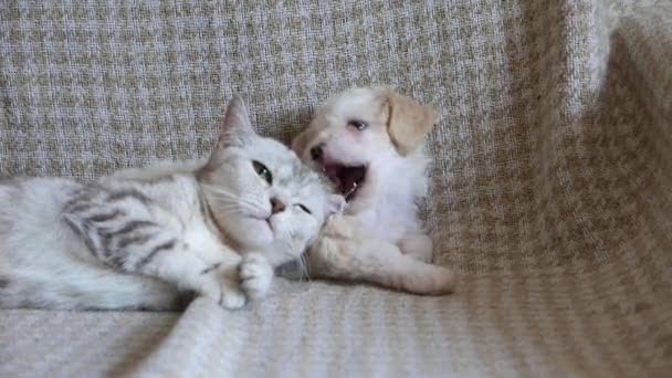 felvétel aranyos bichon kiskutya és cica játszik kanapén - Felvétel, videó