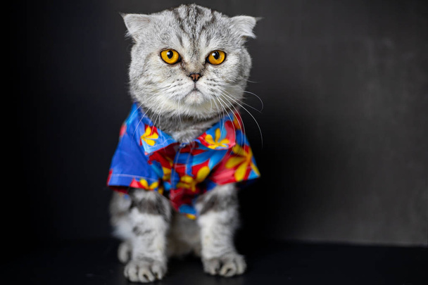 Szkocki składany kot noszą kwiatowy koszuli. - Zdjęcie, obraz