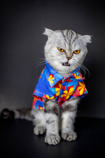 Szkocki składany kot noszą kwiatowy koszuli. - Zdjęcie, obraz