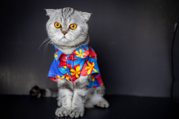 Σκωτσέζικη διπλή γάτα φορούν φλοράλ πουκάμισο. - Φωτογραφία, εικόνα
