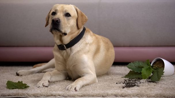 Unschuldiger Labrador-Hund liegt neben kaputter Topfpflanze, undiszipliniertes Haustier - Foto, Bild