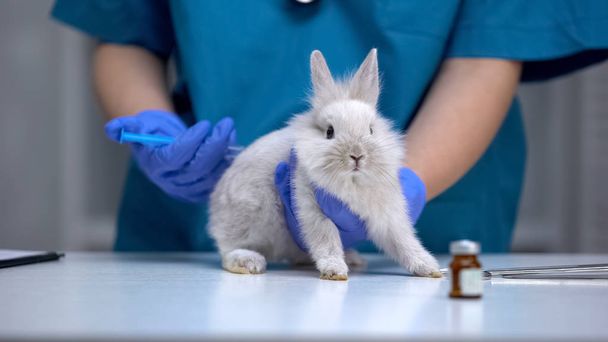 Nurse giving injection to helpless rabbit, vaccine research, animal test closeup - Photo, Image