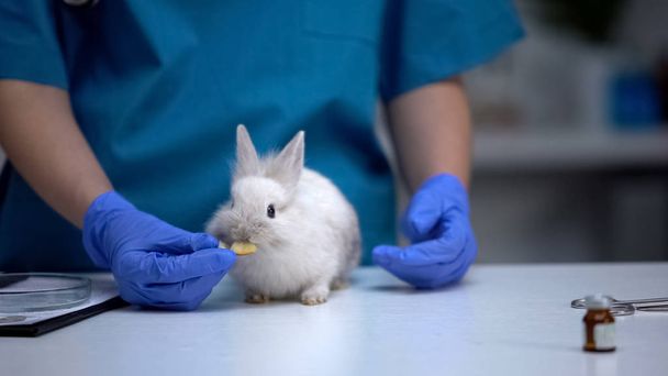 Adorable rabbit eating apple from vet hands, organic healthy food for pets - Photo, Image