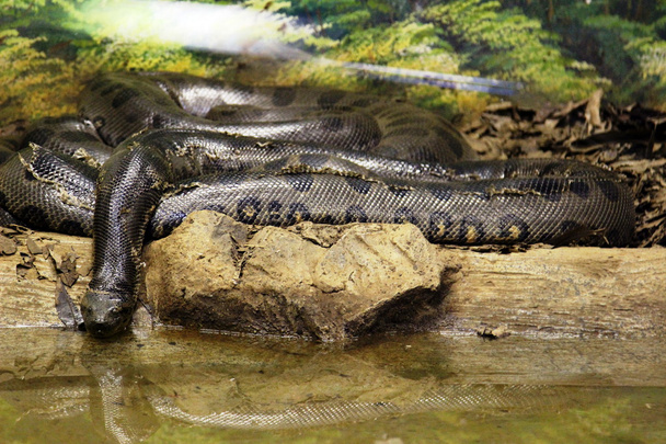 Анакондская змея
 - Фото, изображение