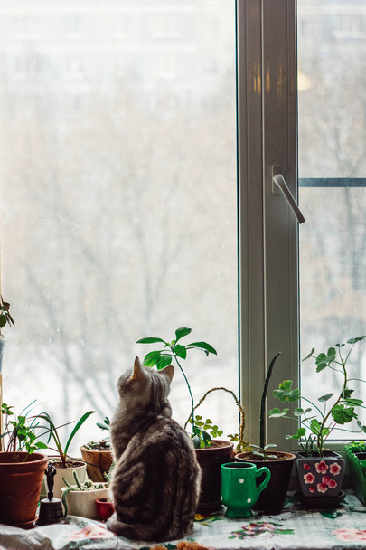 Όμορφη γκρίζα γάτα κάθεται στο περβάζι του παραθύρου και ψάχνει να παράθυρο. - Φωτογραφία, εικόνα