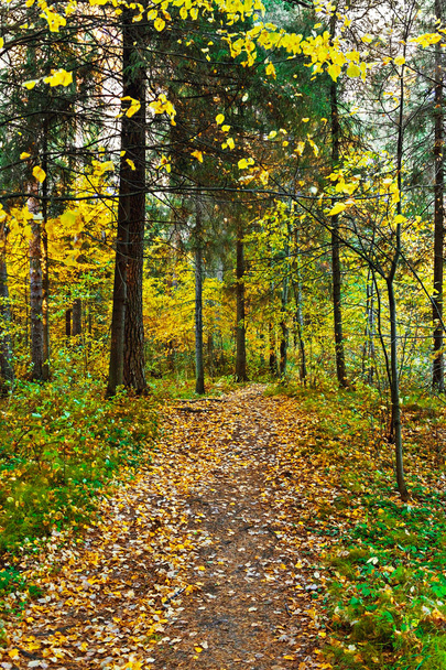 dirt road in the forest on a autumn day - Foto, Imagem