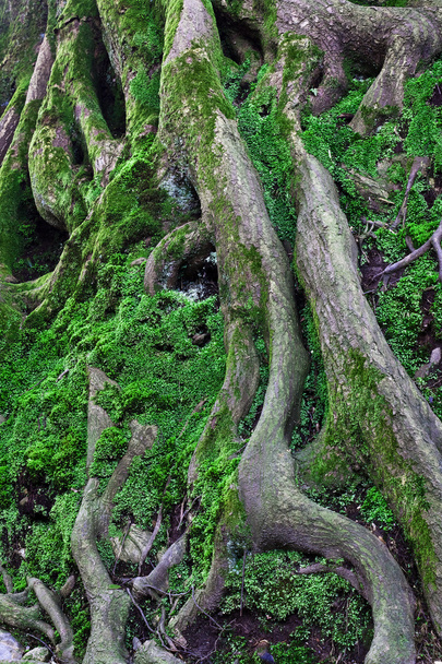 Tree Roots - Photo, Image