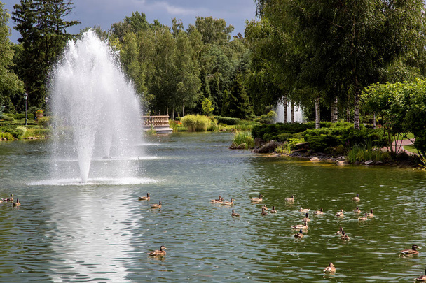 a pond with a fountain and floating wild ducks in a park with green plants, bushes and trees on the lake. - Foto, Bild