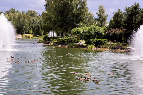 Brown ducks swim in a pond among fountains spraying water in a park with green plants on a sunny summer day. - Foto, Bild