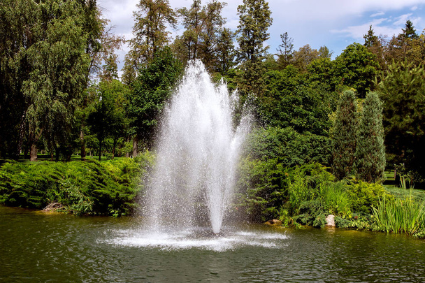 fountain in the pond on a sunny day in the park with green plants from deciduous and pine trees. - Valokuva, kuva