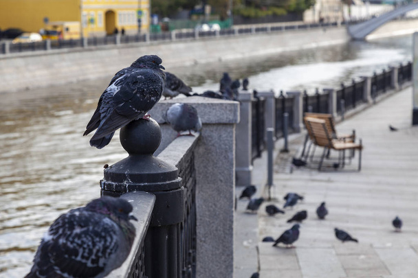 Frozen pigeons sit on the fence of the river embankment - Fotoğraf, Görsel
