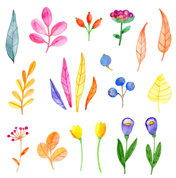 ベクター水彩画の花と葉のセット - ベクター画像