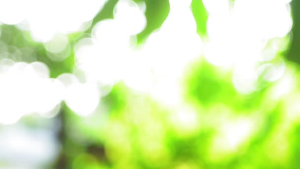 verano verde fondo natural borroso bokeh
 - Imágenes, Vídeo