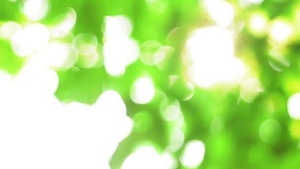 літній зелений природний фон розмивання боке
 - Кадри, відео
