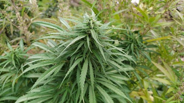 Planta Cannabis Sativa em Ishkashim, Afeganistão
 - Foto, Imagem