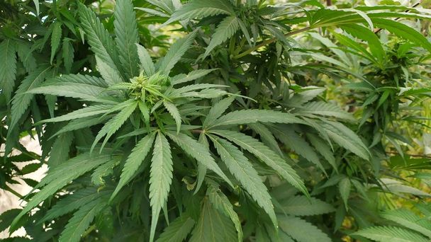 Rośliny Cannabis sativa w Ishkashim, Afganistan - Zdjęcie, obraz