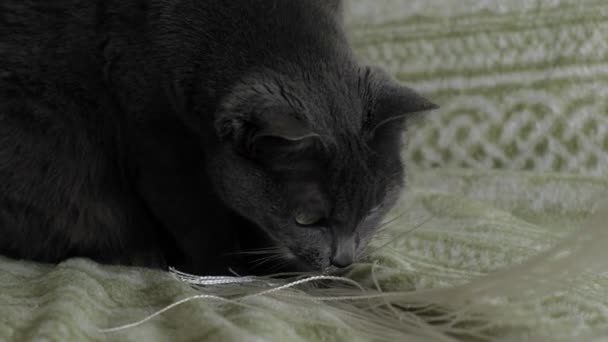 Cat plays with threads at home - Video, Çekim