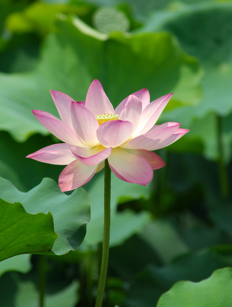 Pink lotus - Foto, afbeelding