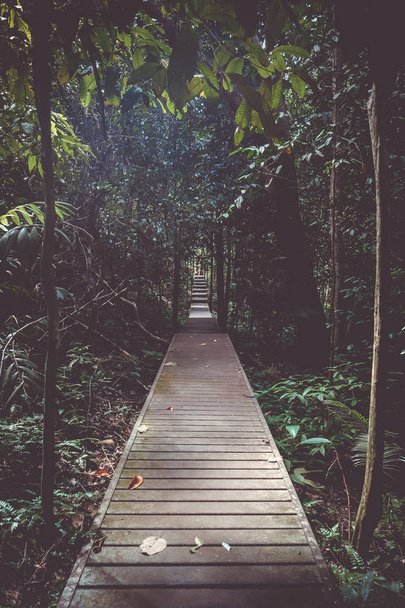マレーシア・タマン・ネガラ国立公園の木製パス - 写真・画像