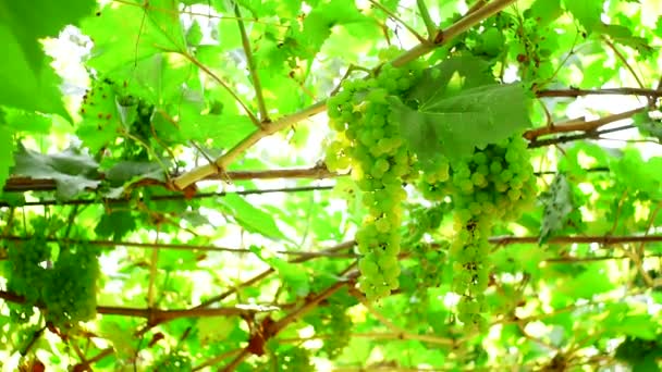 zelené hrozny, které jsou v těsném porostu. o přírodní vinici - Záběry, video