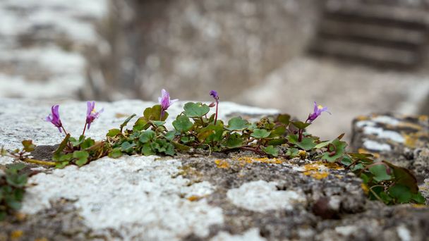Ivy-leaved Toadflax (Cymbalaria muralis) growing on a wall in Pe - Photo, Image