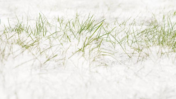 Première herbe verte couverte de neige. Plantes fragiles sous la neige. Contexte des prévisions météorologiques. Le début de l'hiver arrive. Neige partout
. - Photo, image