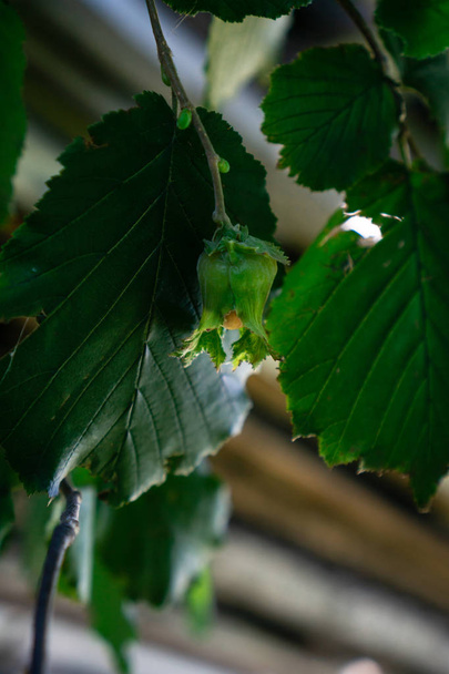 corylus avellane ist eine Haselnuss, die in einer röhrenförmigen grünen Wohnung auf einem Zweig mit zwei grünen Blättern auf einem verschwommenen Hintergrund aus grünen Blättern und diagonalen Linien liegt. vertikale Orientierung. - Foto, Bild
